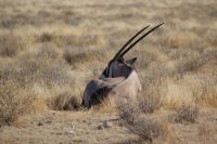 325 Oryx Antilope -Etosha Nationalpark &ndash; &copy; Susanne Schirmann (Eberhardt TRAVEL)