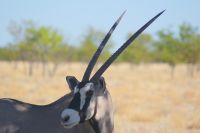 329 Oryx Antilope -Etosha Nationalpark &ndash; &copy; Susanne Schirmann (Eberhardt TRAVEL)