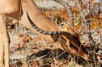 332-Impala Etosha Nationalpark &ndash; &copy; Susanne Schirmann (Eberhardt TRAVEL)