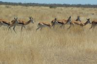 335-Etosha Nationalpark &ndash; &copy; Susanne Schirmann (Eberhardt TRAVEL)