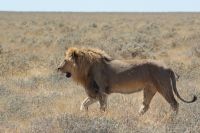 337-Löwe Etosha Nationalpark &ndash; &copy; Susanne Schirmann (Eberhardt TRAVEL)