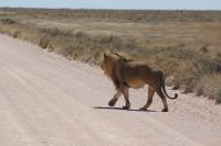 339-Löwe Etosha Nationalpark &ndash; &copy; Susanne Schirmann (Eberhardt TRAVEL)