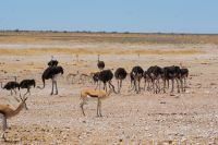 343- Etosha Nationalpark &ndash; &copy; Susanne Schirmann (Eberhardt TRAVEL)