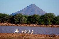369-Pelikane Namibia &ndash; &copy; Susanne Schirmann (Eberhardt TRAVEL)