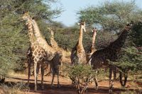 370-Namibia &ndash; &copy; Susanne Schirmann (Eberhardt TRAVEL)