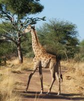 371-Namibia &ndash; &copy; Susanne Schirmann (Eberhardt TRAVEL)