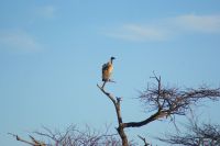 380-Namibia &ndash; &copy; Susanne Schirmann (Eberhardt TRAVEL)