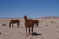 Wildpferde bei Aus &ndash; &copy; Annett Müller (Eberhardt TRAVEL)