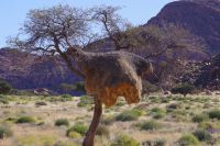 Webervogel Nest &ndash; &copy; Annett Müller (Eberhardt TRAVEL)