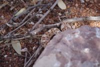Sandviper &ndash; &copy; Annett Müller (Eberhardt TRAVEL)