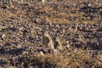 Erdhörnchen &ndash; &copy; Annett Müller (Eberhardt TRAVEL)