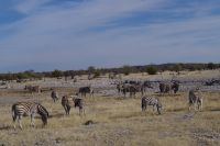 Etosha Nationalpark &ndash; &copy; Annett Müller (Eberhardt TRAVEL)