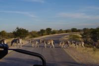 Zebrastreifen &ndash; &copy; Annett Müller (Eberhardt TRAVEL)