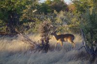 Impala Bock &ndash; &copy; Annett Müller (Eberhardt TRAVEL)