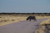 Spitzmaulnashorn &ndash; &copy; Annett Müller (Eberhardt TRAVEL)
