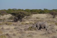 Spitzmaulnashorn &ndash; &copy; Annett Müller (Eberhardt TRAVEL)