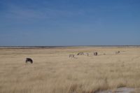 Etosha Nationalpark &ndash; &copy; Annett Müller (Eberhardt TRAVEL)