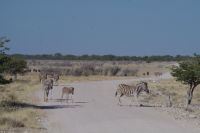 Etosha Nationalpark &ndash; &copy; Annett Müller (Eberhardt TRAVEL)