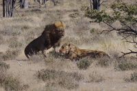 Etosha Nationalpark - Löwen Schäferstündchen &ndash; &copy; Annett Müller (Eberhardt TRAVEL)