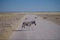 Etosha Nationalpark &ndash; &copy; Annett Müller (Eberhardt TRAVEL)