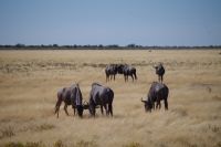 Etosha Nationalpark - Gnus &ndash; &copy; Annett Müller (Eberhardt TRAVEL)