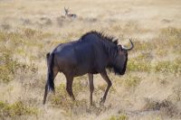 Etosha Nationalpark - Gnu &ndash; &copy; Annett Müller (Eberhardt TRAVEL)