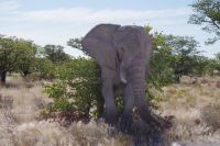 Elefanten Attacke &ndash; &copy; Annett Müller (Eberhardt TRAVEL)