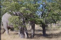 Elefant im Busch &ndash; &copy; Annett Müller (Eberhardt TRAVEL)