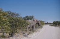 Etosha Nationalpark &ndash; &copy; Annett Müller (Eberhardt TRAVEL)