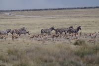 Etosha Nationalpark &ndash; &copy; Annett Müller (Eberhardt TRAVEL)