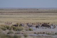 Etosha Nationalpark &ndash; &copy; Annett Müller (Eberhardt TRAVEL)