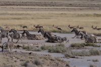 Etosha Nationalpark &ndash; &copy; Annett Müller (Eberhardt TRAVEL)