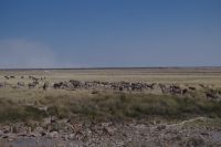 Etosha Nationalpark &ndash; &copy; Annett Müller (Eberhardt TRAVEL)