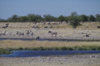 Etosha Nationalpark &ndash; &copy; Annett Müller (Eberhardt TRAVEL)