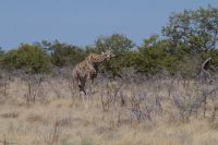 Etosha Nationalpark &ndash; &copy; Annett Müller (Eberhardt TRAVEL)