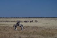 Etosha Nationalpark &ndash; &copy; Annett Müller (Eberhardt TRAVEL)