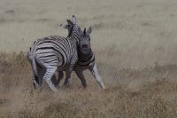 Etosha Nationalpark &ndash; &copy; Annett Müller (Eberhardt TRAVEL)
