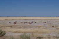 Etosha Nationalpark - Rappenantilopen &ndash; &copy; Annett Müller (Eberhardt TRAVEL)