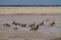 Etosha Nationalpark - Rappenantilopen &ndash; &copy; Annett Müller (Eberhardt TRAVEL)