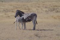 Etosha Nationalpark  &ndash; &copy; Annett Müller (Eberhardt TRAVEL)