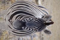 Etosha Nationalpark &ndash; &copy; Annett Müller (Eberhardt TRAVEL)