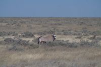 Oryx &ndash; &copy; Annett Müller (Eberhardt TRAVEL)
