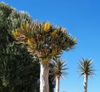 Köcherbäume &ndash; &copy; Annett Müller (Eberhardt TRAVEL)