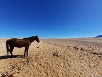 Wildpferde bei Aus &ndash; &copy; Annett Müller (Eberhardt TRAVEL)
