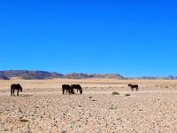 Wildpferde bei Aus &ndash; &copy; Annett Müller (Eberhardt TRAVEL)