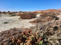 Blühende Wüste &ndash; &copy; Annett Müller (Eberhardt TRAVEL)