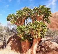 Butterbaum &ndash; &copy; Annett Müller (Eberhardt TRAVEL)