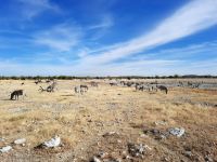 Etosha Nationalpark &ndash; &copy; Annett Müller (Eberhardt TRAVEL)