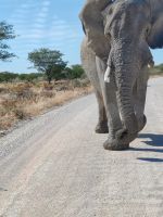 Elefanten Angriff &ndash; &copy; Annett Müller (Eberhardt TRAVEL)