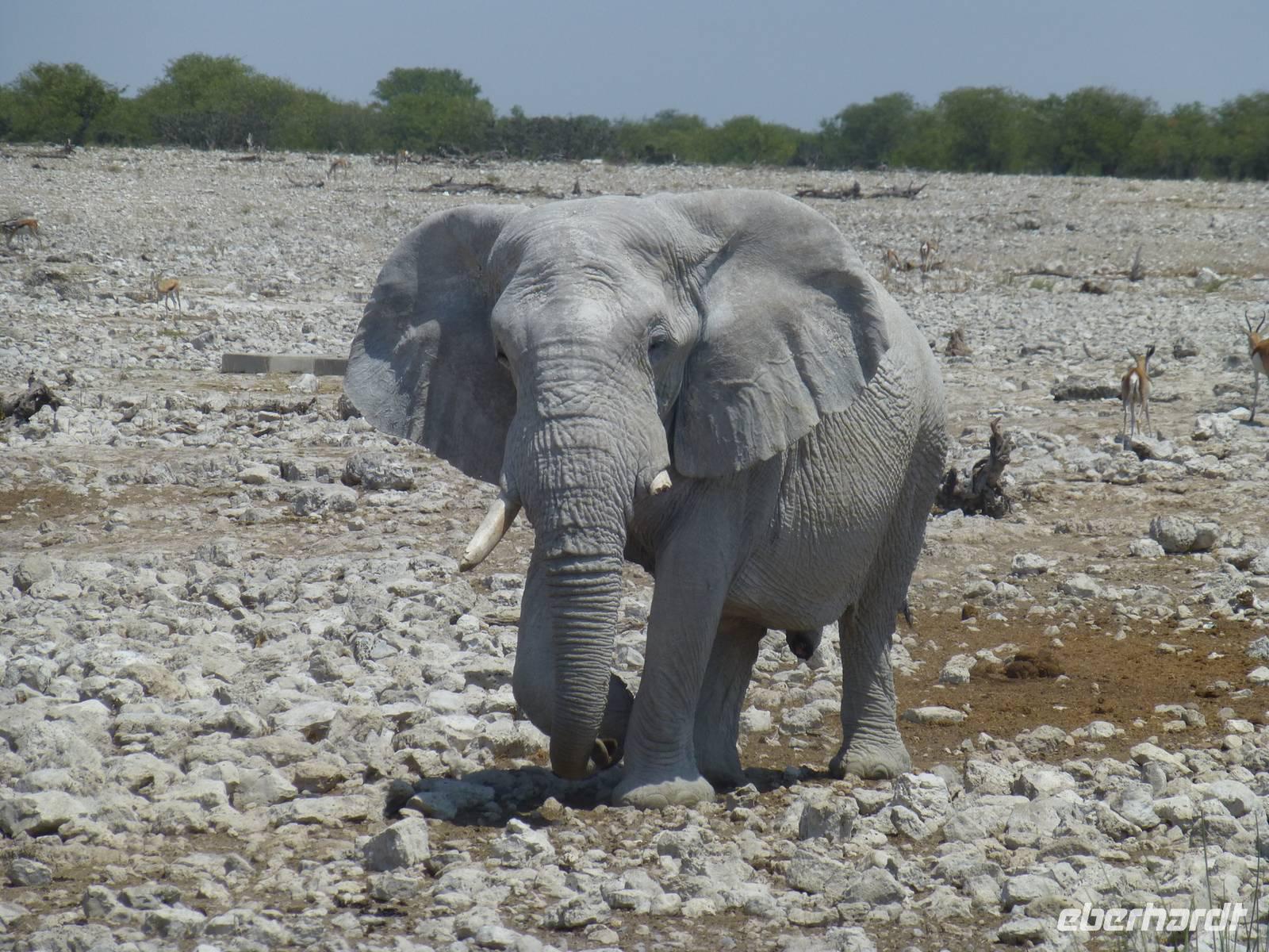 Elefant bei Okaukuejo &ndash; &copy; Madlen Lippe (Eberhardt TRAVEL)